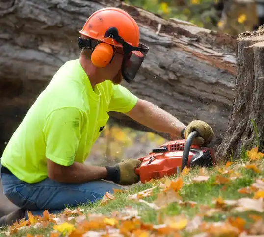 tree services Los Luceros